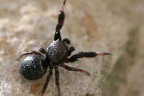 Une saltique (Araneae - Salticidae - Sibianor aurocinctus)